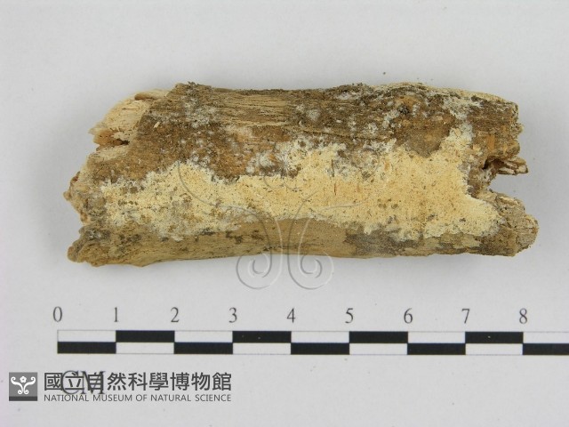 寡孔菌屬藏品圖，第1張