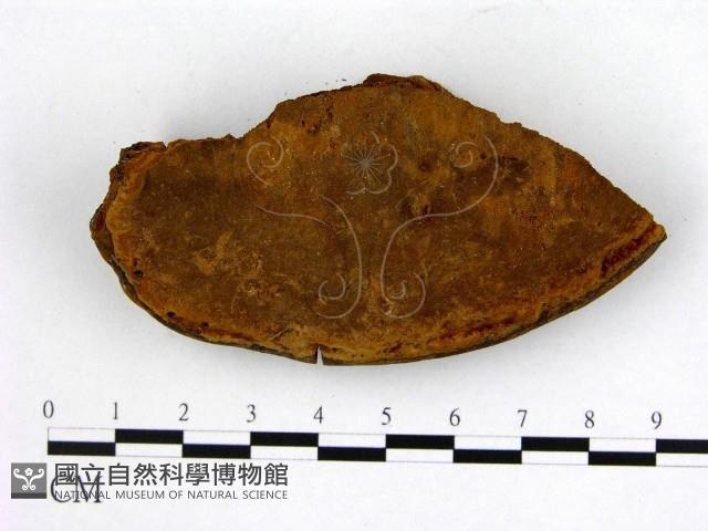 登錄號:F0018882藏品圖，第1張
