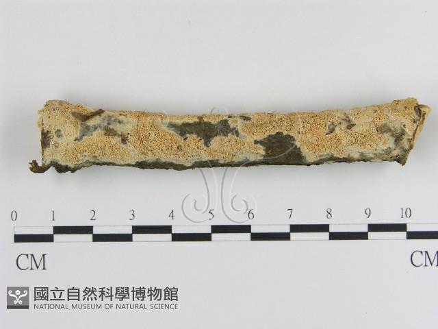 登錄號:F0020882藏品圖，第1張