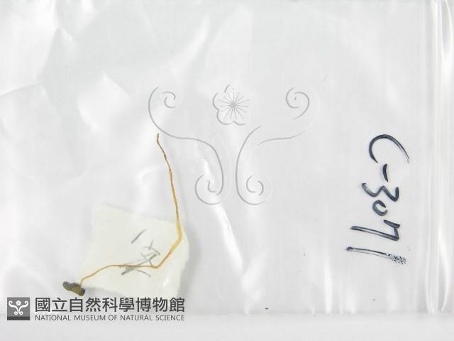 鬼傘屬藏品圖，第1張