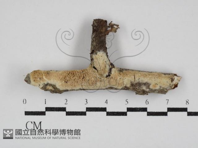 登錄號:F0030882藏品圖，第1張