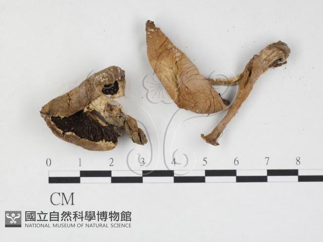 蘑菇藏品圖，第1張