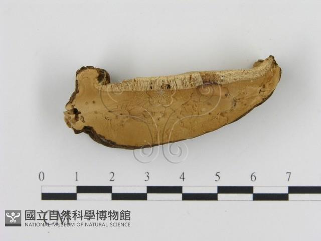 登錄號:F0006882藏品圖，第1張