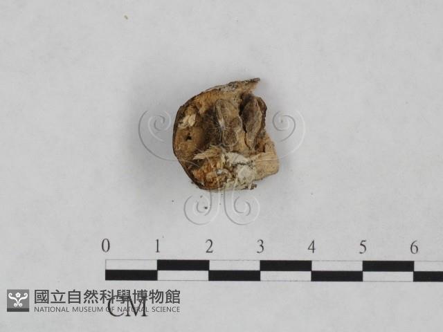 粗糙孢菌屬藏品圖，第1張