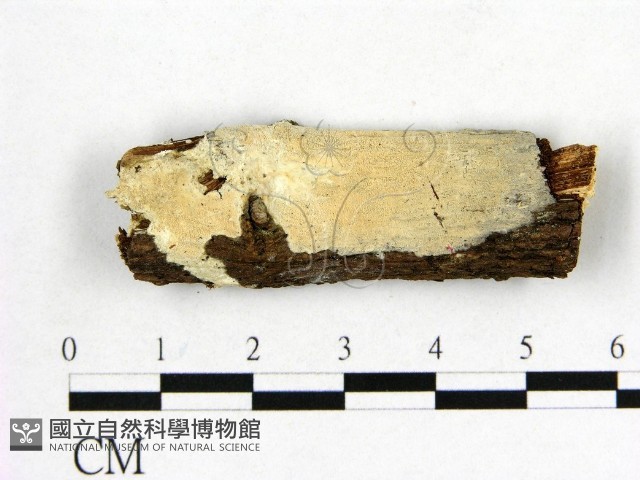 顯絲菌屬藏品圖，第1張