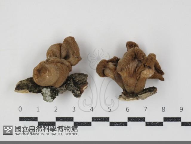 登錄號:F0034882藏品圖，第1張
