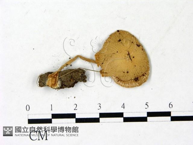 登錄號:F0022882藏品圖，第1張