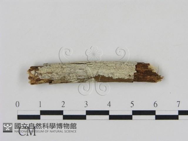 冇骨消絲齒菌藏品圖，第1張