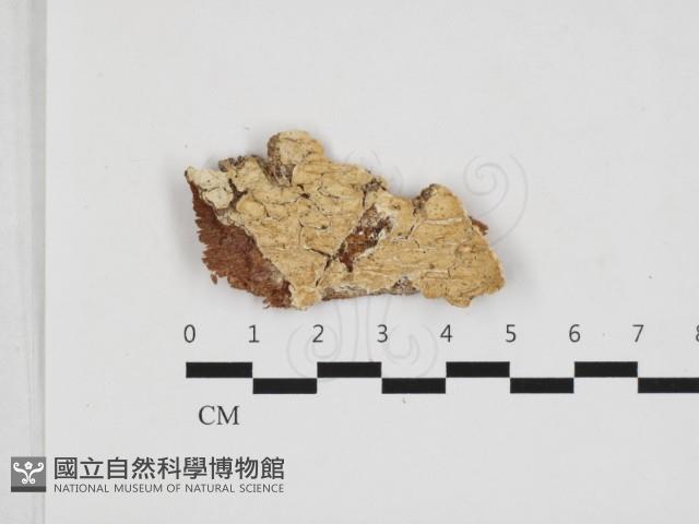 登錄號:F0032882藏品圖，第1張