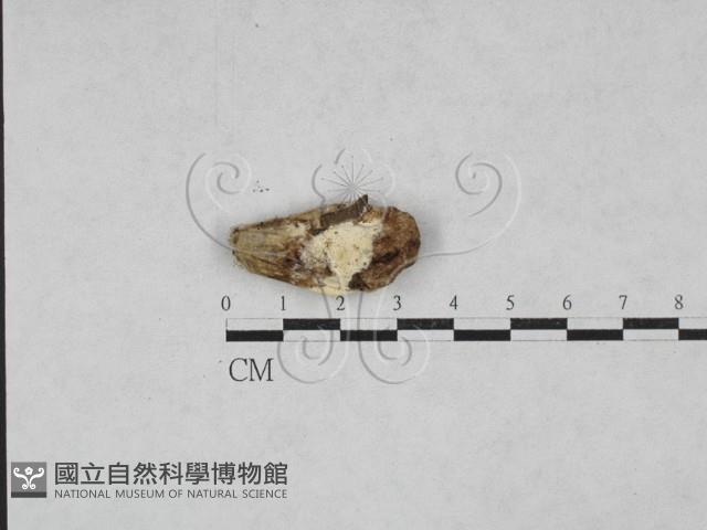 登錄號:F0027882藏品圖，第1張