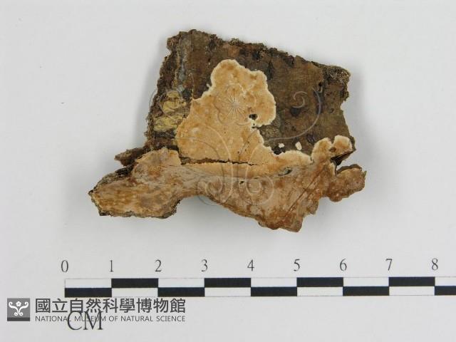 登錄號:F0007882藏品圖，第1張