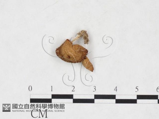 登錄號:F0025882藏品圖，第1張