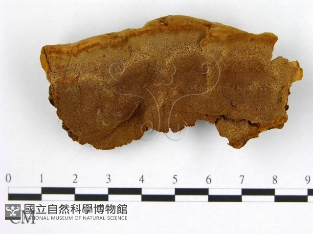 登錄號:F0005882藏品圖，第1張