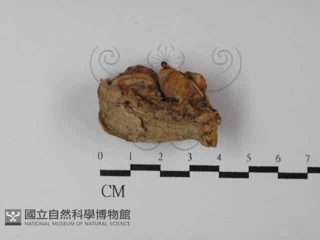 登錄號:F0029882藏品圖，第1張