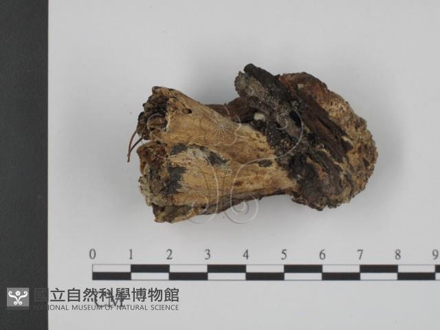 登錄號:F0003882藏品圖，第1張