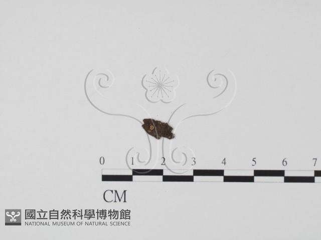 登錄號:F0013882藏品圖，第1張
