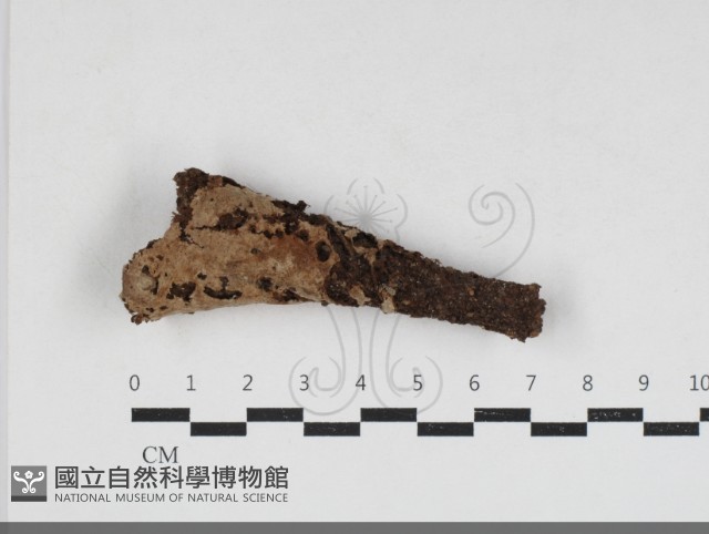 登錄號:F0033882藏品圖，第1張