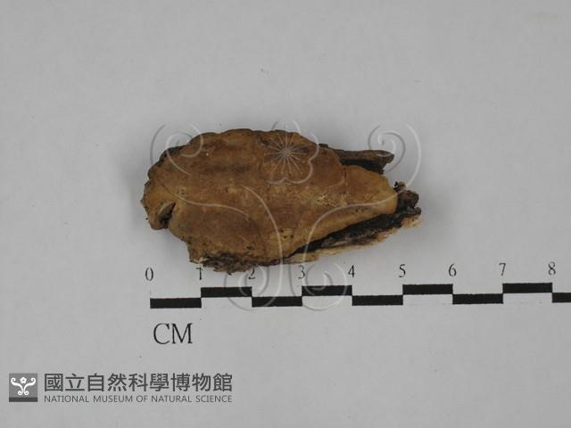 登錄號:F0028982藏品圖，第1張