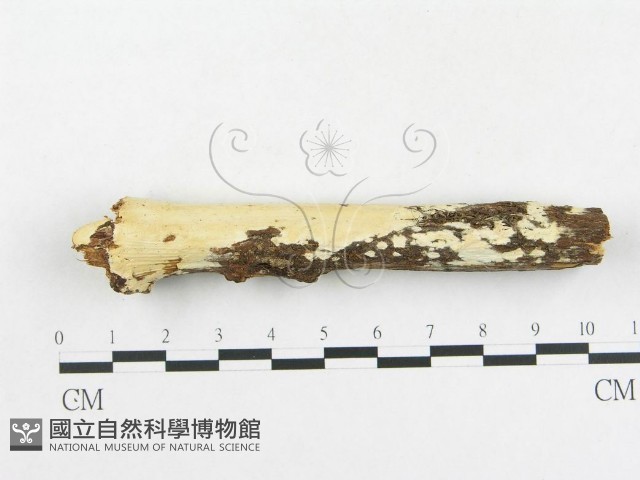 革墊菌屬藏品圖，第1張