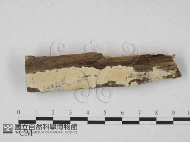 登錄號:F0020982藏品圖，第1張
