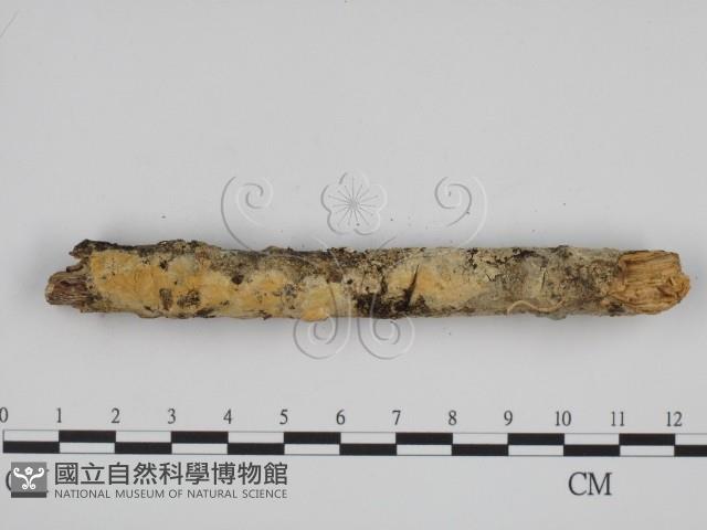 登錄號:F0000982藏品圖，第3張
