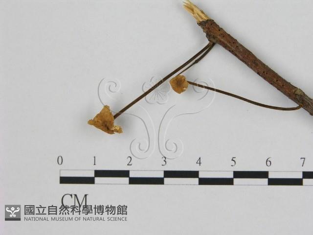 登錄號:F0010982藏品圖，第1張