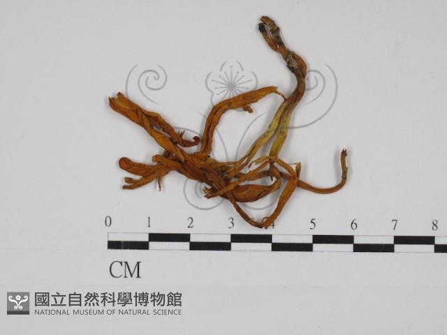 登錄號:F0030982藏品圖，第1張