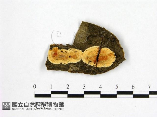 登錄號:F0006982藏品圖，第1張