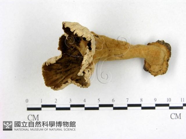 波邊革菌屬藏品圖，第1張