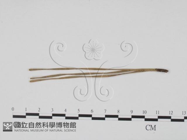 登錄號:F0011982藏品圖，第1張