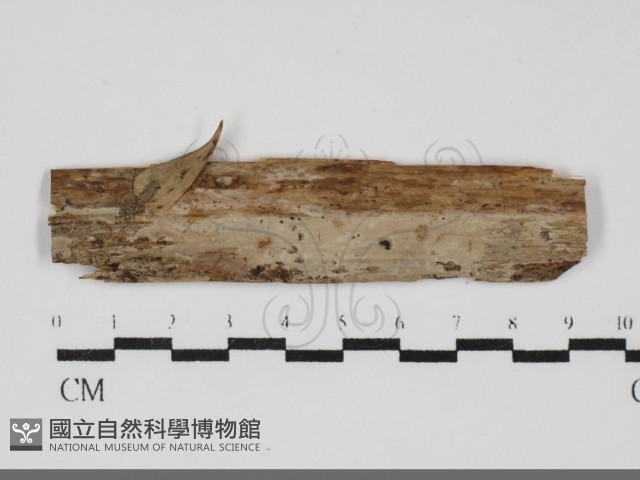 登錄號:F0031982藏品圖，第1張