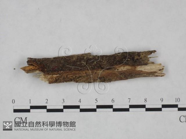 登錄號:F0024982藏品圖，第1張