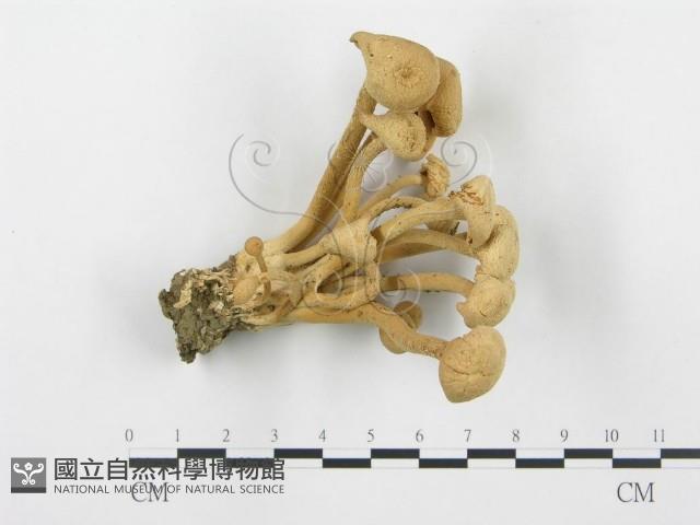 杯傘屬藏品圖，第1張