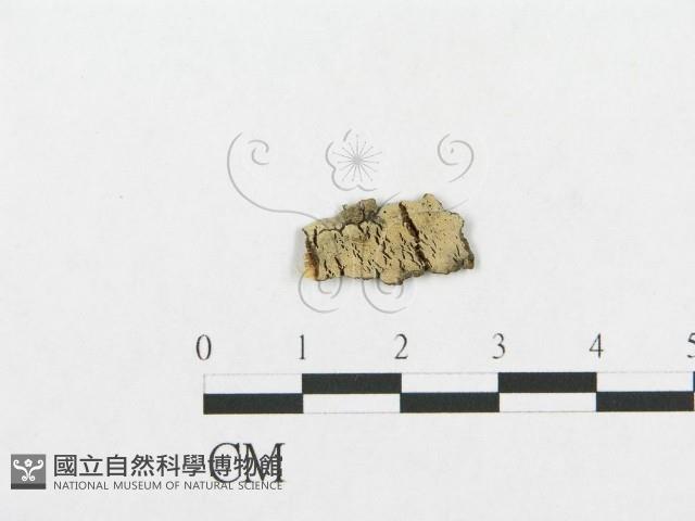 登錄號:F0014982藏品圖，第1張