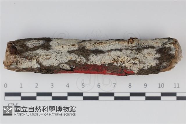 登錄號:F0034982藏品圖，第1張