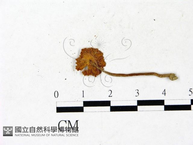 登錄號:F0022982藏品圖，第1張