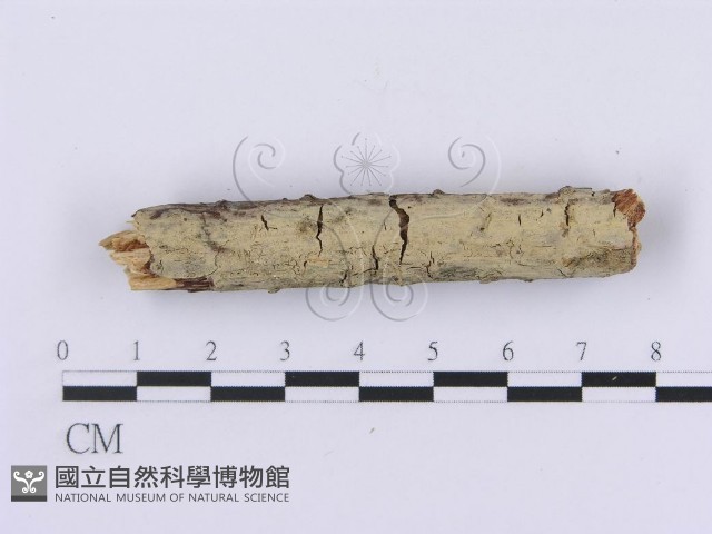 登錄號:F0002982藏品圖，第1張