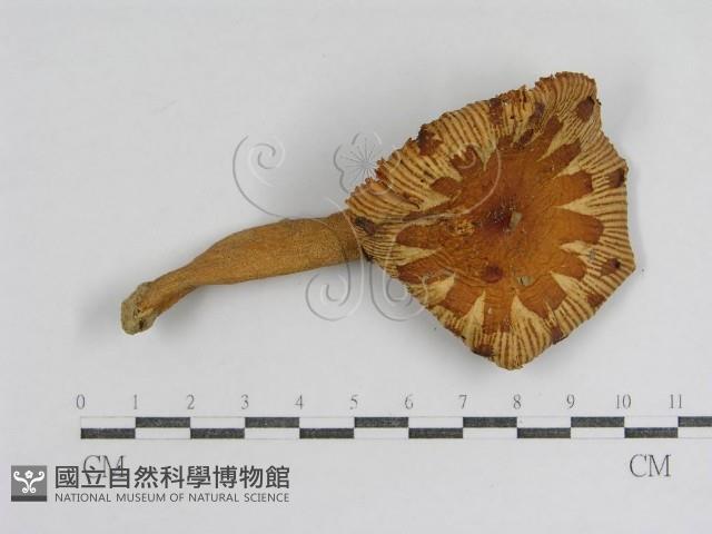 登錄號:F0012982藏品圖，第1張