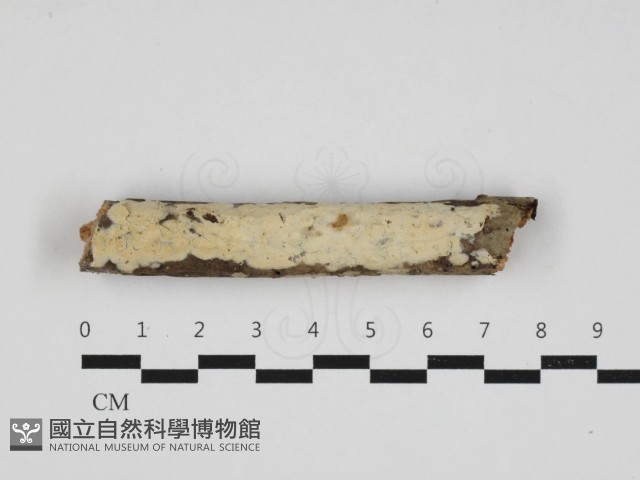 登錄號:F0032982藏品圖，第1張