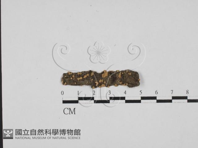 盤革菌屬藏品圖，第1張
