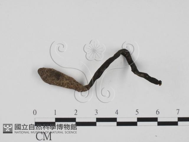 炭角菌屬藏品圖，第1張