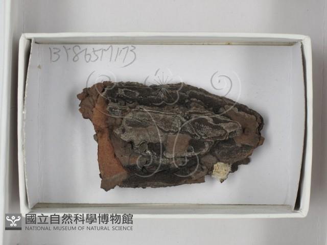 登錄號:F0017982藏品圖，第1張