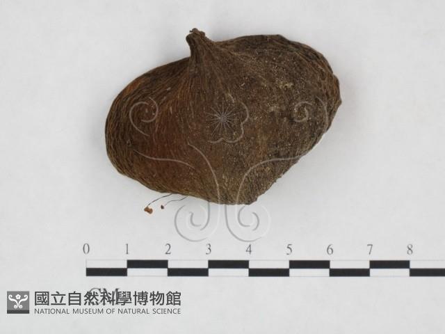 登錄號:F0025982藏品圖，第1張