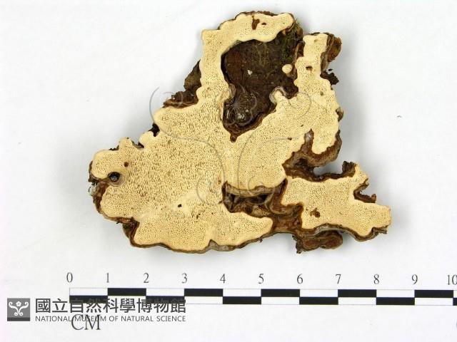 登錄號:F0005982藏品圖，第1張