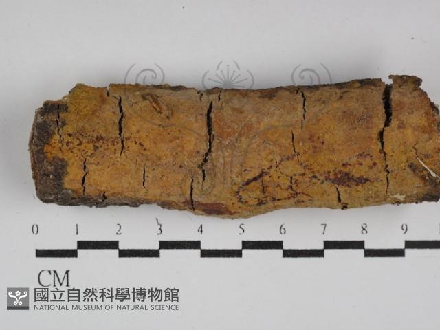 登錄號:F0029982藏品圖，第1張