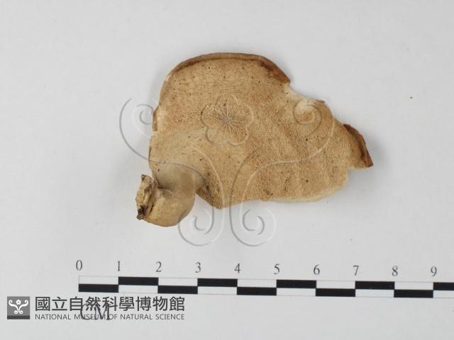 多孔菌屬藏品圖，第1張