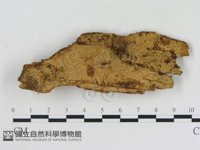 登錄號:F0003982藏品圖，第1張