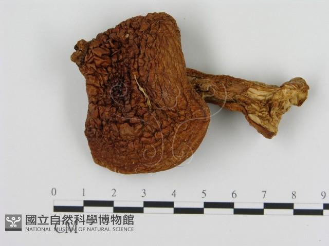 登錄號:F0013982藏品圖，第1張