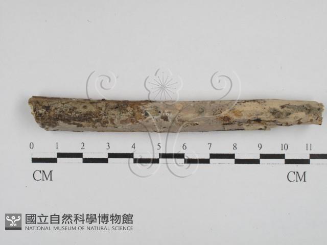 刺皮菌屬藏品圖，第1張