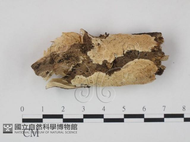 登錄號:F0008682藏品圖，第1張